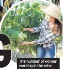  ??  ?? The number of women working in the wine industry has surged