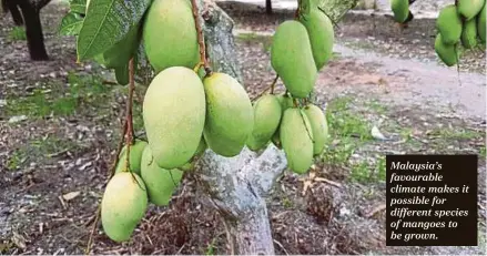  ??  ?? Malaysia’s favourable climate makes it possible for different species of mangoes to be grown.