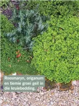  ??  ?? Roosmaryn, origanum en tiemie groei geil in die kruiebeddi­ng.