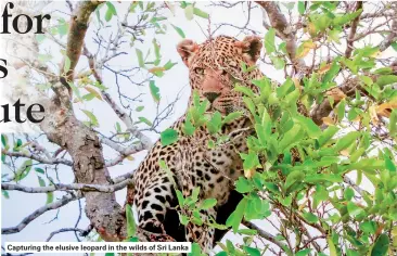  ??  ?? Capturing the elusive leopard in the wilds of Sri Lanka