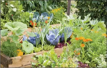  ??  ?? Crops for your pots: With a little planning, a vegetable garden can look as good as it tastes