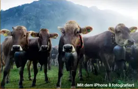  ??  ?? Mit dem iPhone 8 fotografie­rt