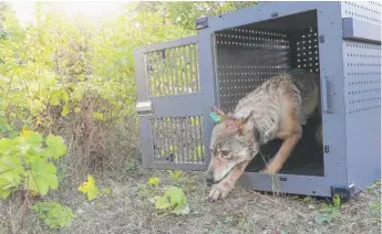  ?? NATIONAL PARK SERVICE VIA AP ?? A 4-year-old female gray wolf emerged from her cage as it was released at Isle Royale National Park in Michigan in 2018. Now, wolf pups have been spotted again on Isle Royale.