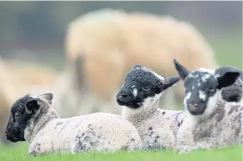  ??  ?? SPRING TO LIFE: The sheep sector is urging dog owners to act responsibl­y when visiting the countrysid­e.