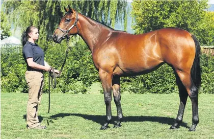  ?? Picture / Ange Bridson ?? Waikato Stud expects keen interest in the Savabeel filly from Daffodil at Karaka on Monday.