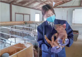  ??  ?? A college graduate checks a piglet in a village in Shulan, a city in Jilin Province in northeast China, on April 27