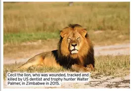  ?? ?? Cecil the lion, who was wounded, tracked and killed by US dentist and trophy hunter Walter Palmer, in Zimbabwe in 2015.