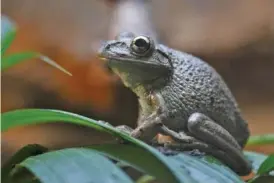  ?? DREAMSTIME/TNS ?? Cuban treefrogs, Osteopilus septentrio­nalis, are a mostly canopy-dwelling species native to the Caribbean. It’s unclear exactly when they made the leap across the Straits of Florida, but the species was first documented in Florida in the mid-1900s.