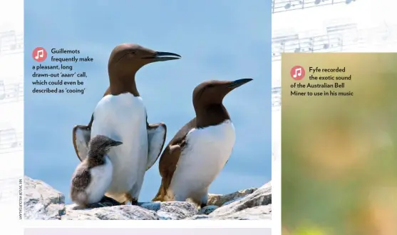  ??  ?? Guillemots frequently make a pleasant, long drawn-out 'aaarr' call, which could even be described as 'cooing'