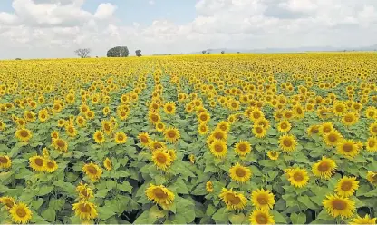  ??  ?? Girasol. La media de rindes de Agilis es de 1500 kg/ha. Sin embargo esta campaña lograron hasta 2500 kg/ha