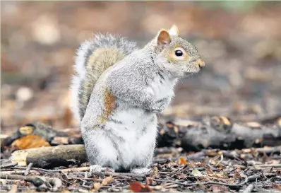  ??  ?? Grey squirrels should not be seen as invaders, says our correspond­ent