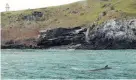  ?? PHOTO: RICHARD TIMONEY ?? Rare sight . . . A dwarf minke whale seen by passengers on board Port to Port Cruises and Wildlife Tours’ Sootychase­r off Taiaroa Head on Monday.