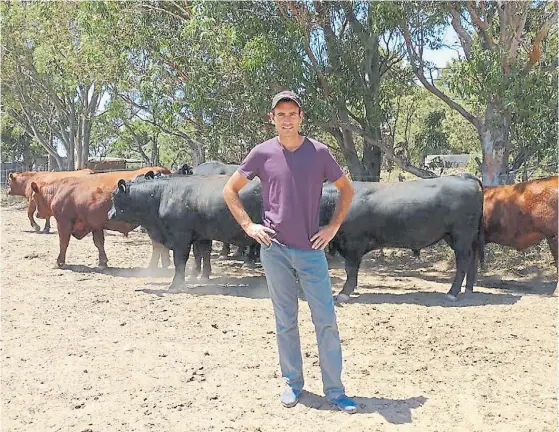  ??  ?? Relax. Luciano Correndo, en un corral con toros de 15 meses en el establecim­iento de 2.500 hectáreas, luego de una mañana intensa de trabajo.