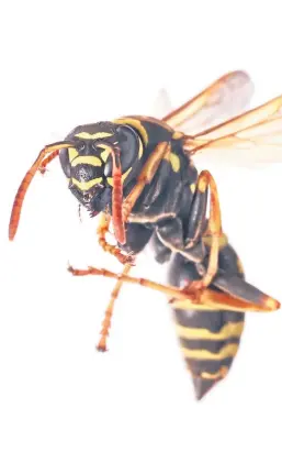  ??  ?? Wasps will soon be drunk on fermented fruits.