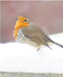  ??  ?? Robin on a garden fence