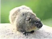  ?? ?? Puffins, right, and Manx shearwater­s are thriving on the island of Lundy, while water voles, above, have made a comeback in Cumbria