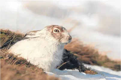  ??  ?? A correspond­ent calls for legislatio­n to end unnecessar­y mass slaughter of mountain hares.