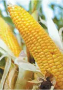  ?? PHILIPPE HUGUEN AGENCE FRANCE-PRESSE ?? Le soutien de base pour le maïs et le soya, entre 2016 et 2018, aura été d’environ 47 $ par hectare au Québec, mais de 80 $ par hectare aux États-Unis, selon les prévisions actuelles.