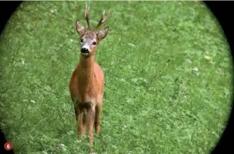  ??  ?? 6
6.
Il prelievo deve avvenire in un arco temporale il più ampio possibile a seconda della classe sociale interessat­a. Questo consente anche di poter scegliere l’animale con più tranquilli­tà e precisione