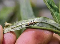  ?? Skip Richter / Contributo­r ?? Lady beetle larvae will feed on aphids found on leaves.