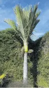  ?? PHOTO: GERARD O’BRIEN ?? A mature nikau plam in Dunedin Botanic Garden.