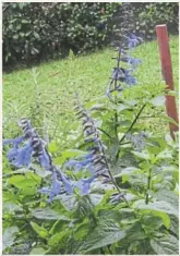  ?? Pictures: JULIA SMITH ?? COLOUR DELIGHT: 1/ The deep blue flowers of this perennial salvia are exquisite. 2/ Come spring, this salvia provides a spectacula­r show with its cerise-pink tubular flowers. 3/ Tough indigenous beach salvia is a magnet for birds. 4/ Perennial salvias bring happy colour to the garden with their bright flowers.