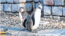  ?? FOTO: DPA ?? Humboldt-Pinguine im Luisenpark in Mannheim.