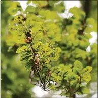  ?? Tyler Sizemore / Hearst Connecticu­t Media file photo ?? Details of a copper beech tree's leaves can be seen during the Tree Walk at Byram Park in the Byram section of Greenwich in 2018.