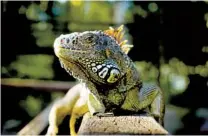  ??  ?? There are more than 20 green iguanas in the enclosed educationa­l exhibit at San Ignacio Resort Hotel.