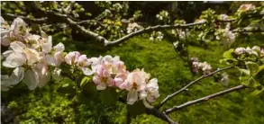  ?? Foto: Rudi Penk ?? Braun verfärbte Blüten am Apfelbaum können ein Hinweis für einen Kälteschad­en sein. Wie sich die Kältewelle im Landkreis ausgewirkt hat, wird erst in einigen Wochen zu sehen sein.