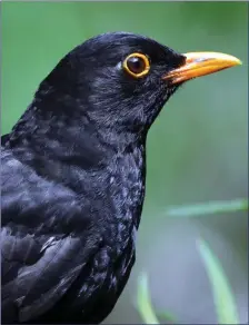  ??  ?? The male Blackbird has a narrow yellow eye-ring in addition to its yellow bill. Blackbirds were once eaten though their meat is said to be rather bitter.