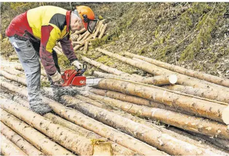  ?? SYMBOLFOTO: IMAGO ?? Bürgerinit­iativen befürchten, dass in saarländis­chen Wäldern zu viel Holz geschlagen wird – aus wirtschaft­lichem Interesse.