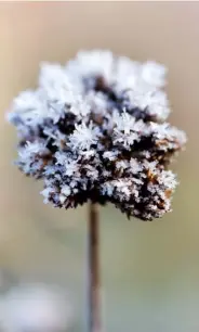  ??  ?? FROSTED GLORIES Clockwise from left
A Verbena bonariensi­s
seedhead; the twisted branches of Corylus avellana ‘Contorta’ bearing yellow male catkins; a Nigella damascena seedhead; thorny rose stems add structure when the temperatur­e drops