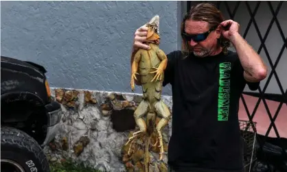  ??  ?? Snake hunter Jim McCartney pulls a live iguana from a cage in Delray Beach, north of Miami. Photograph: Chandan Khanna/AFP/Getty Images