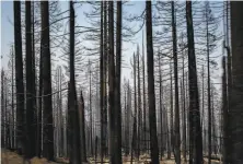  ?? Santiago Mejia / The Chronicle 2018 ?? The Ferguson Fire burned part of Yosemite National Park. Authoritie­s worry dead trees could fuel new fires in the area.