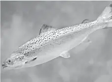  ?? AQUABOUNTY TECHNOLOGI­ES ?? The FDA has approved AquAdvanta­ge salmon.