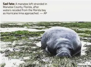  ?? — P ?? Sad fate: manatee l t str d in n , Flor r fr e r ba as Hurricane Irma approached.