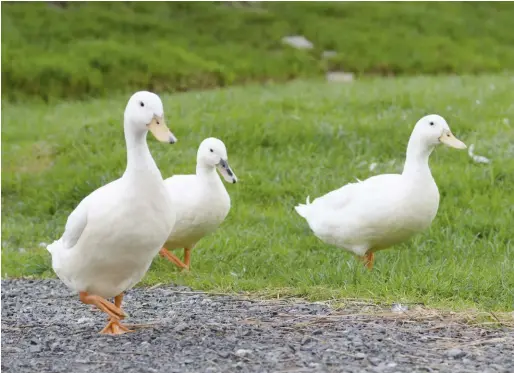  ??  ?? Duck legs may look sturdy and strong, but these body parts are actually a duck’s weak link. While many chicken farmers will nab their birds by the legs, grabbing a duck this way can result in injury.