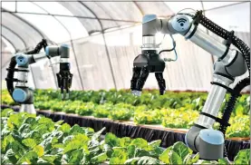  ?? ?? FUTURISTIC: High-tech automated machines built to harvest lettuce