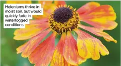  ?? ?? Heleniums thrive in moist soil, but would quickly fade in waterlogge­d conditions