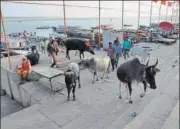  ?? RAJESH KUMAR /HT ?? Stray cattle at Rajendra Prasad Ghat in Varanasi.