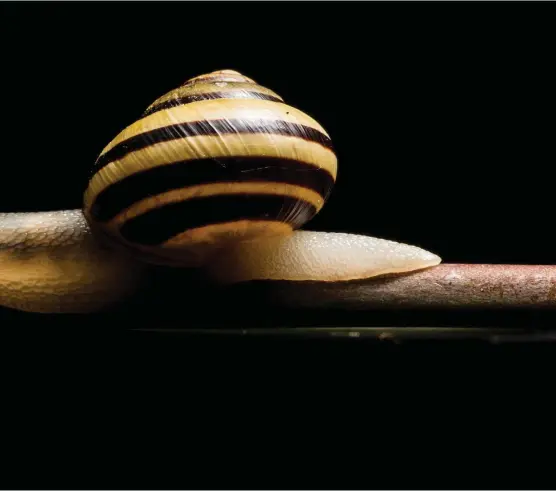  ?? Getty Images ?? The benefits of snail slime were first discovered by a Chilean family of snail farmers in the 1980s