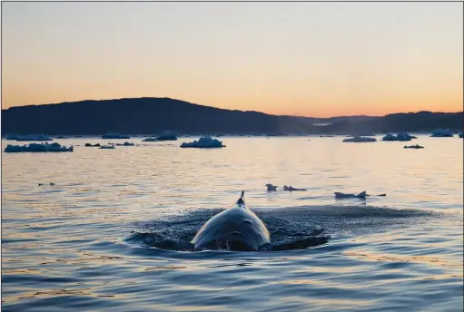  ?? (File Photo/AP/David Goldman) ?? A humpback whale dives Aug. 1, 2017, while swimming in the Nuup Kangerlua Fjord in Greenland.