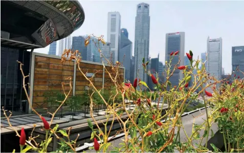  ?? MICHELLE TEO/THE EDGE SINGAPORE ?? Chilli padi in the city: Edible Garden’s urban farm on the roof top of Funan