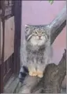  ?? A Pallas’s cat in the Xining ??