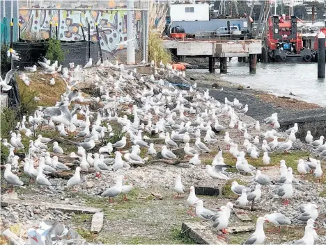  ?? Photo / Paul Kennedy ?? The colony of about 1000 threatened red-billed gulls appears to have settled in its new home on Auckland’s waterfront, thanks to eight 3D-printed decoys.