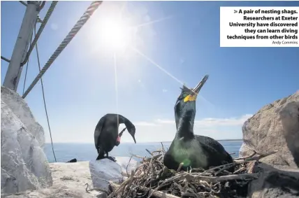  ?? Andy Commins ?? A pair of nesting shags.
Researcher­s at Exeter University have discovered
they can learn diving techniques from other birds