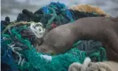  ??  ?? A juvenile Hawaiian monk seal rests on top of a pile of ghost nets. Photo taken under Noaa/NMFS permit no 22677. Photograph: Matthew Chauvin of PMDP