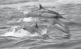  ?? NICK UT/AP FILE ?? Nearly two-thirds of the ocean lies outside national boundaries on the high seas where fragmented and unevenly enforced rules seek to minimize human impacts.