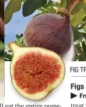  ??  ?? FIG TREE AND FRUIT